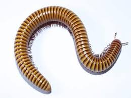 millipede