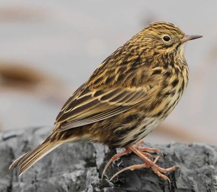 Anthus antarcticus, the South
              Georgia pipit