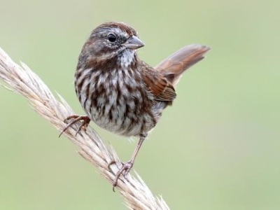 song sparrow