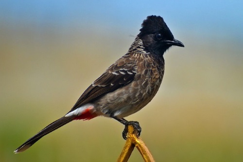 Bulbul