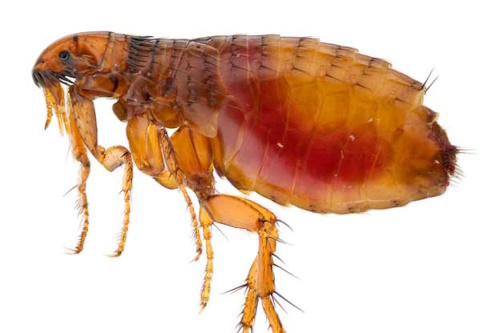 a flea