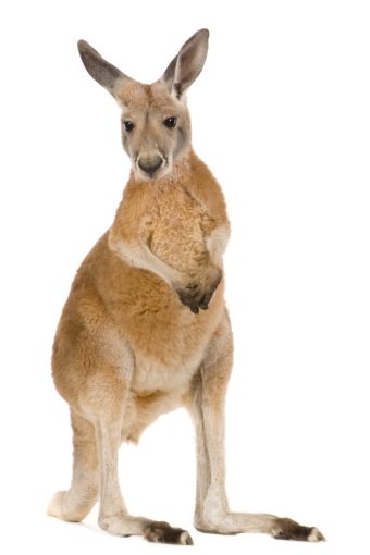 kangaroo