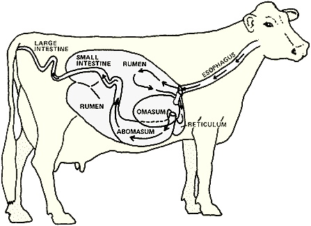 ruminant system