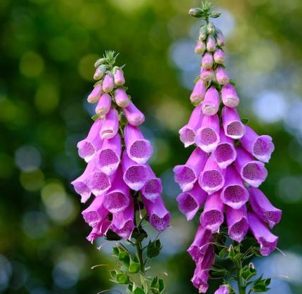 foxgloves