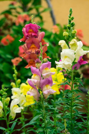 snapdragons