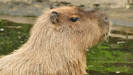 Cinnamon the
                                capybara