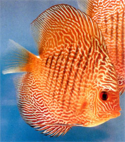 Red snakeskin discus fish