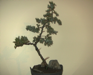 bonsai juniper