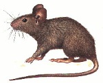 mouse