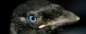 glimpse of a jackdaw