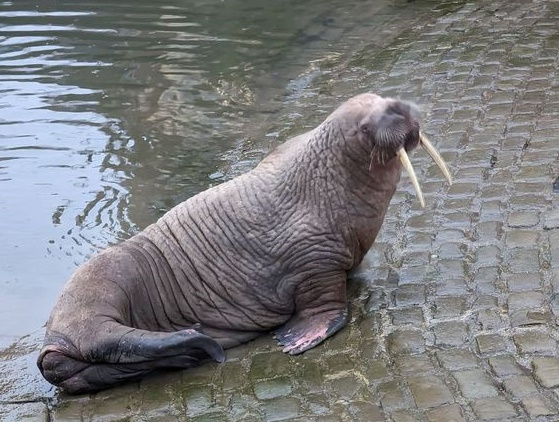 Thor the
              walrus