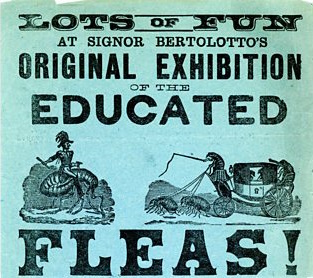 advert for flea circus