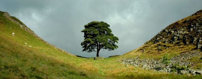 Sycamore
        gap