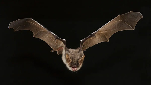 bat