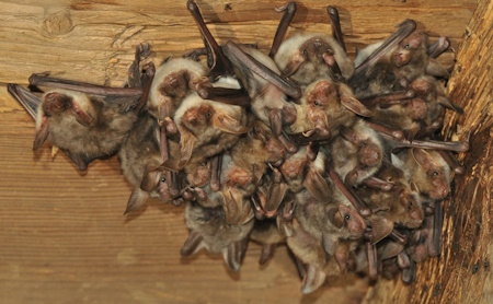 crowd
          of bats