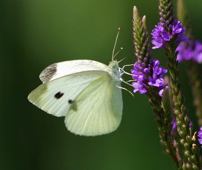 cabbage
            white