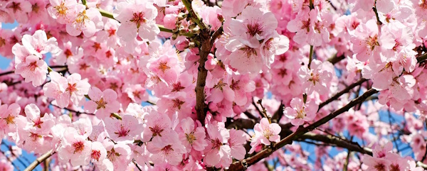blossom