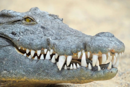 crocodile