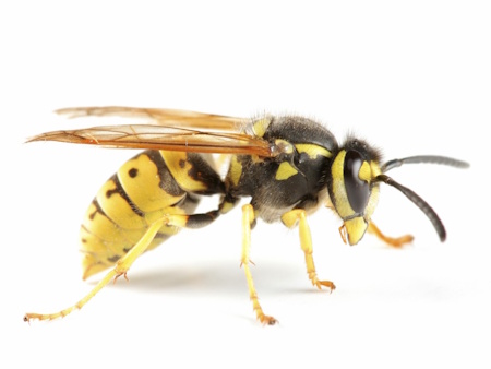wasp