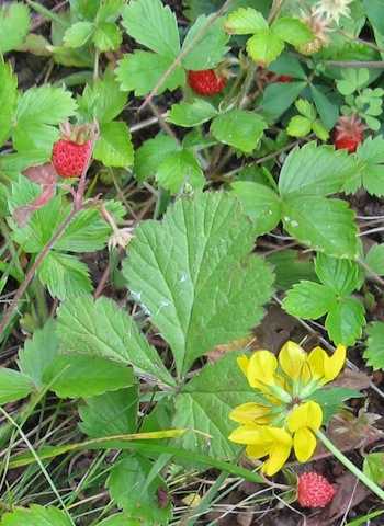 strawberries
