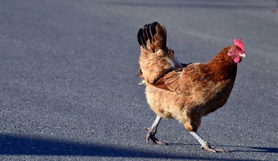 chicken