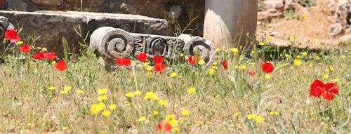 poppies