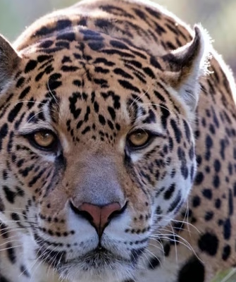 jaguar