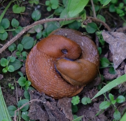 slug pair