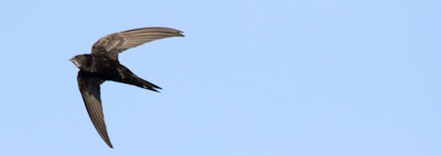 swift in flight