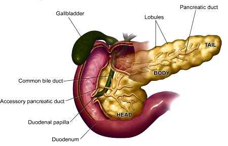 pancreas