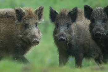 boar