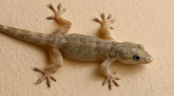 lizard