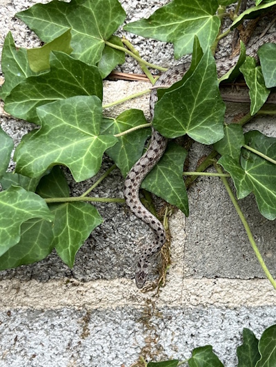 snake