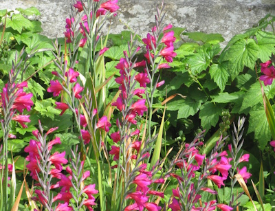 gladioli