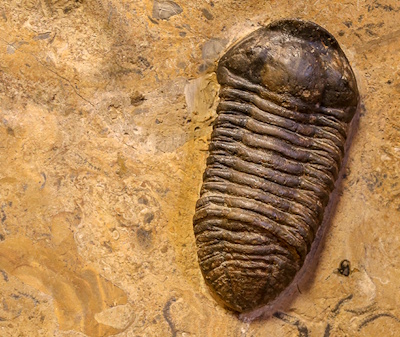 fossil