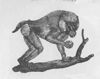 monkey