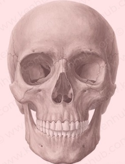 skull